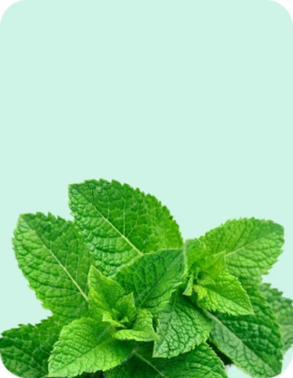 Fresh green mint leaves on a pale mint background, representing Menthol Tobacco in the Pod Salt Origin nic salt range