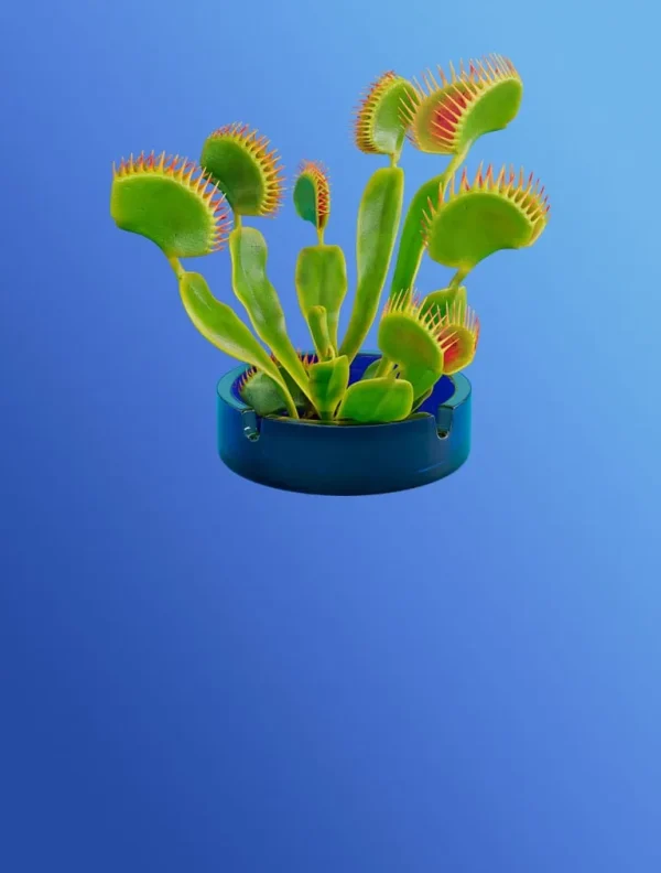 Velo INTENSE campaign image featuring a Venus fly trap in a dark teal Velo tin, representing the bold sensory character of the Freezing Peppermint range